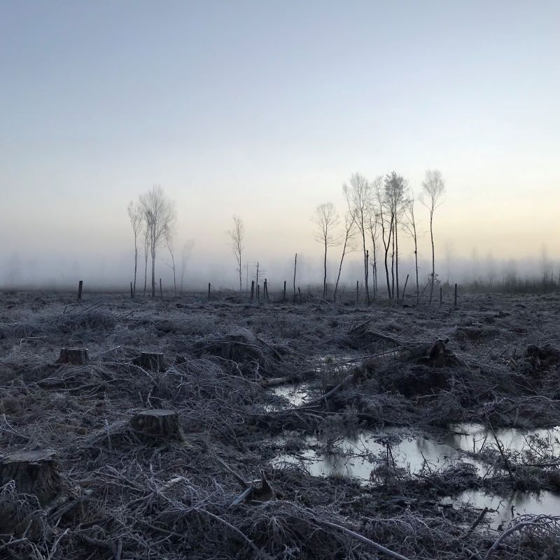 Skog_00002